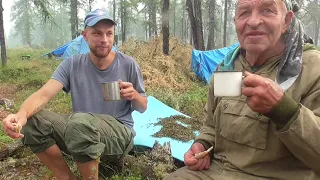 Эрбагун -  Пятилистник кустарниковый  .Курильский чай в полевых условиях