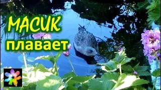 🏊‍♂️🐤 #8 Птенец морской чайки Масик плавает