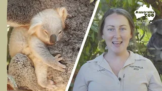 There's something amazing about this koala joey! | Australia Zoo Life