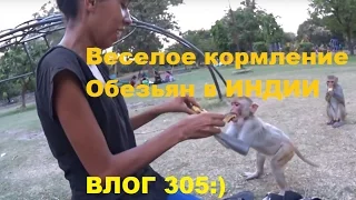 Индия Влог 305. Обезьяны в парках Индии, можно ли покормить обезьян с рук, как и чем кормят обезьян