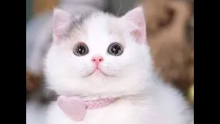 🐈 The most beautiful kittens in the world! 😺 A compilation of funny cats and kittens for a good mood