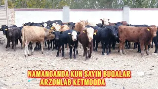 Rossiyadan Angus buqalar keldi shoshiling udar narxlarda ulgurib qoling.