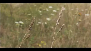 grass exploration