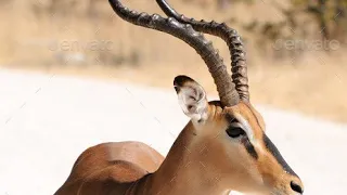 Acrobatic running of #impalas #shorts