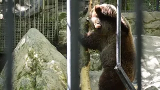 Медведи в зоопарке Сказка!  Bears in the Yalta Zoo!