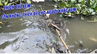 ￼ Kích cá miền Tây // Cuộc sống mưu sinh - một ngày quá may mắn #15