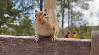 Chipmunk Terry Loves To Fill Up With Apple