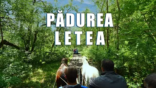 Excursie la Padurea LETEA | Delta Dunarii, Romania