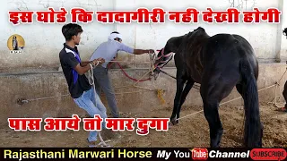 Horse Marwari ll तूफानी घोड़े की दादागिरी l इस घोड़े काबू करना मुश्किल ही नहीं नामुमकिन है