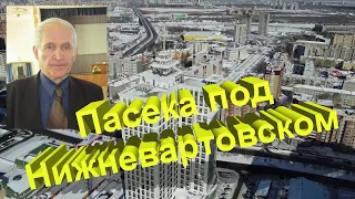 Профессор Кашковский про пасеки в северных городах