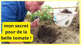 21 avril : technique de plantation des tomates au fumier de cheval