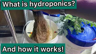 What is hydroponics? And how it works!