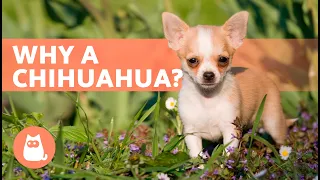 ADVANTAGES of Adopting a CHIHUAHUA 🐶✅ (Top 5 REASONS)