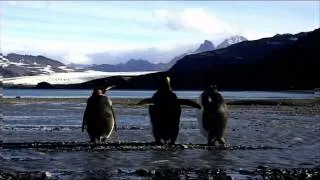 Пингвины 8