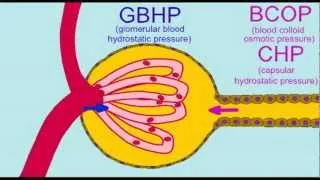 URINARY: GLOMERULAR FILTRATION PRESSURES