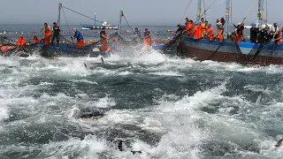 Amazing Big Net Fishing Tuna Video - How Fishermen Big Nets to Catch Hundreds  tons of Tuna on Boat