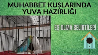 MUHABBET KUŞLARINDA YUVA HAZIRLIĞI /EŞ OLMA BELİRTİLERİ