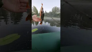 ШОК! Огромный окунь на воблер в маленьком озере! SHOCK! A huge bass on a wobbler in a small lake!