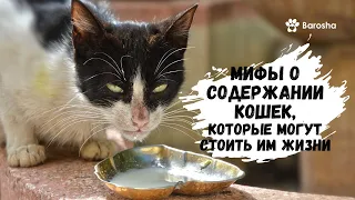 🐱 Мифы о содержании кошек, которые могут стоить им жизни 🐱