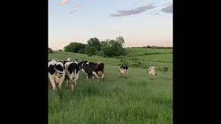 Moving milk cows to a new pasture on a WI dairy farm in the USA