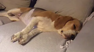 CUTE Beagle DOG is Dreaming😴 (Watch till the end)