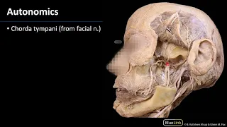 Infratemporal Fossa - Autonomics