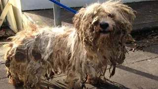 The MOST Matted DOG EVER | Came Off In ONE PIECE