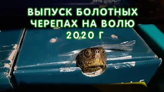 Выпуск на волю болотных черепах 2020 г