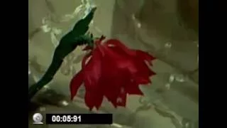 Эпифиллум- кактус леснои 5 день цветения как заставить цвести кактус