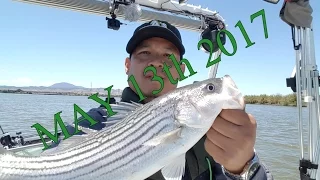 24KSportFishing Trolling Spring Delta Stripers 5/13/17