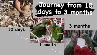 Journey Of My Alexandrine Parrots From 1 To 3 months | Alexandrines Baby Parrots | 3 Months Parrots