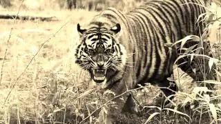Eye of the tiger - Bill Conti ♫