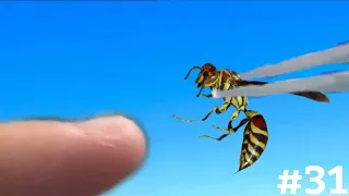 STUNG BY A COMMON PAPER WASP (Polistes Exclamans)