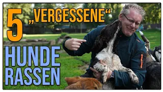 Das sind TOLLE Familienhunde ❤️  Hunderassen, die man fast vergessen hat!