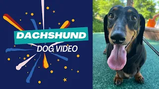 Best Dachshund dog video  Compilation , Try To Not Laugh  Weiner, Teckel, perros salchicha puppies.