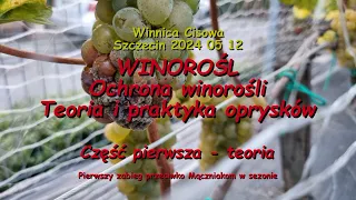 WINOROŚL - Ochrona winorośli Teoria i praktyka oprysków - Winnica Cisowa 2024 05 12 (Część I)