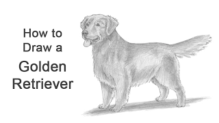 How to Draw a Dog (Golden Retriever)