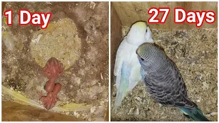 Budgie From EGG to 27 Days - Baby Budgies Days Growth