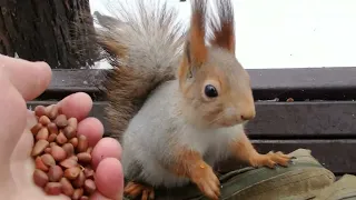 Кормлю и глажу милую белочку / Stroked and fed the squirrel