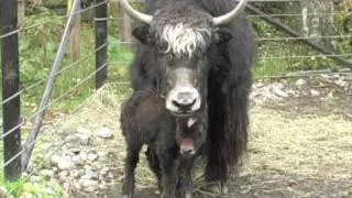 Our new baby Yak!