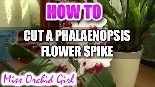 How to cut a Phalaenopsis Orchid flower spike