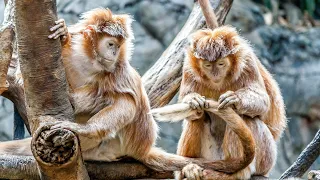 Funny and Cute Monkey Videos Compilation | monkey video | monkey video dance | wild monkey |