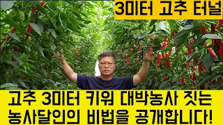 [한국농수산TV] 고추 3미터 키워 대박농사 짓는 달인의 비법공개 강원 홍천