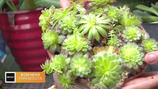 How to properly propagate your succulents