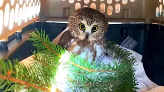 Owl Rescued From This Famous Christmas Tree