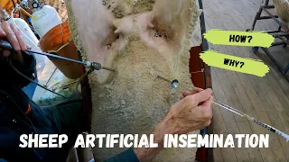 SHEEP LAPAROSCOPIC ARTIFICIAL INSEMINATION | The How and Why | Poll Dorset | Aussie Sheep Farming