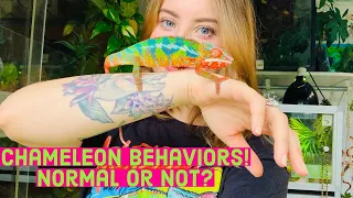 Chameleon Behaviors: Normal or Not?