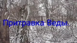 Притравка карело-финской лайки Веды.