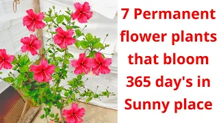 7 permanent Flower plant blooms throughout the year / perennial Flower plants in india