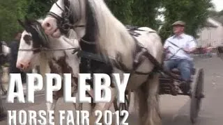 Gypsy Cob & Vanner Horses - Appleby Horse Fair 2012